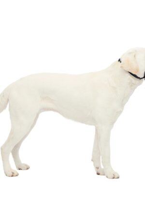 PetSafe Gentle Leader Headcollar, Large 60-130 Lb., Charcoal Grey